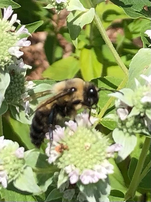 Downy woodmint