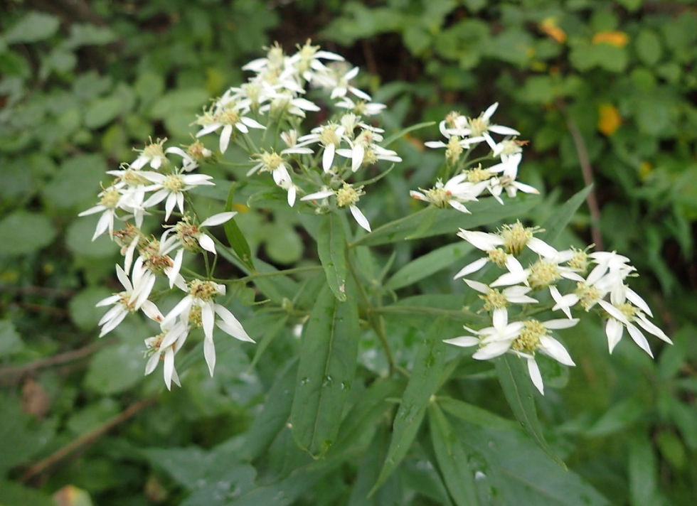 Flat top white aster 