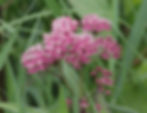 Swamp milkweed 