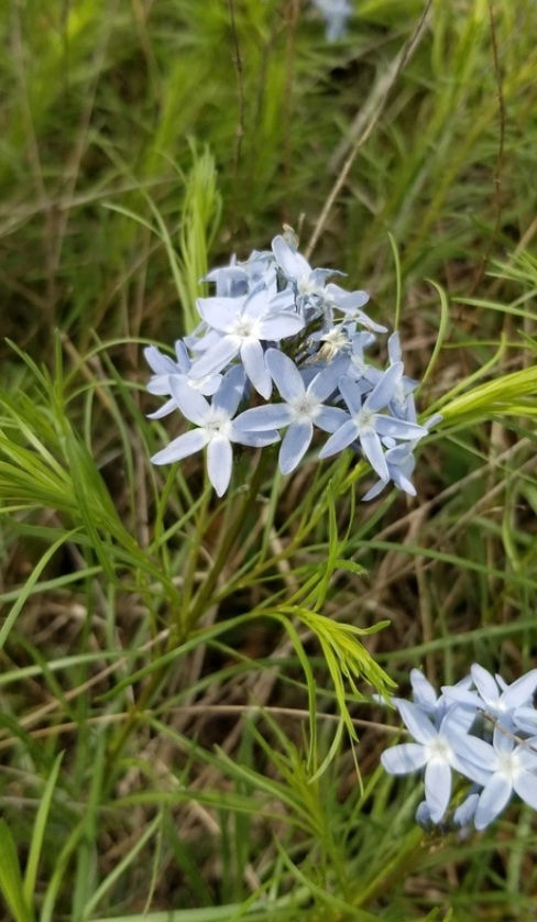 Fringed Bluestar, Amsonia ciliata 
