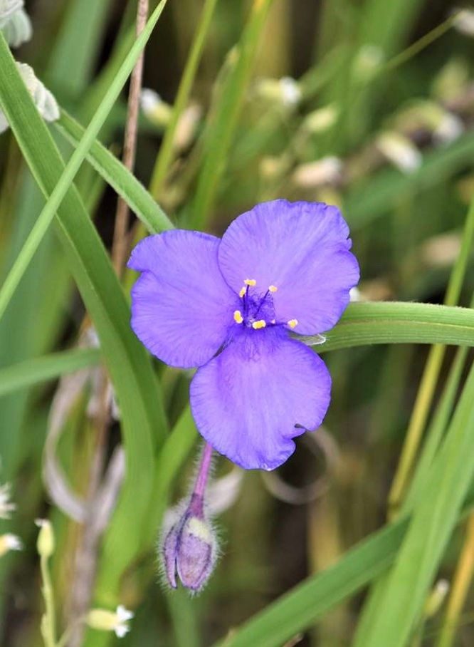 Ohio spiderwort 