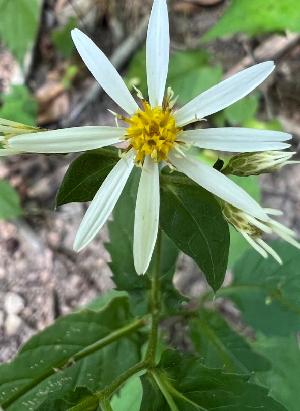 Eurybia divaricata, White wood aster