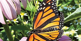 Greater Parkersburg CVB spreads awareness about pollinators
