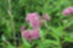 Swamp milkweed 