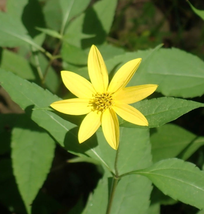 Helianthus decapetalus, Thin leaved sunflower 