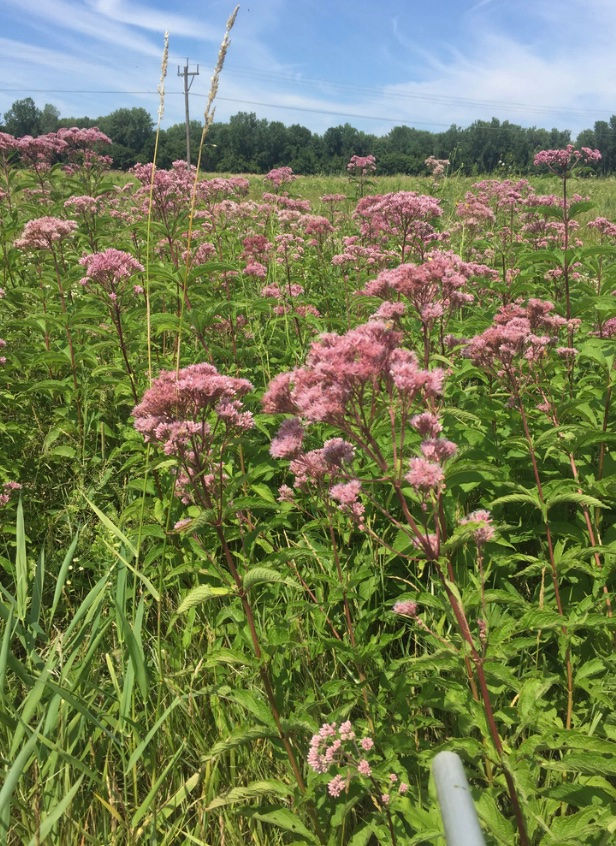 Eutrochium maculatum, Spotted joe-pye weed