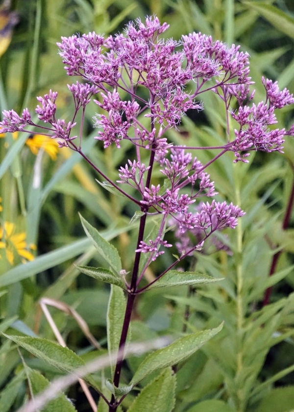 Eutrochium maculatum, Spotted joe-pye weed