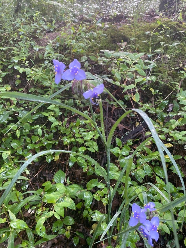 Ohio spiderwort 
