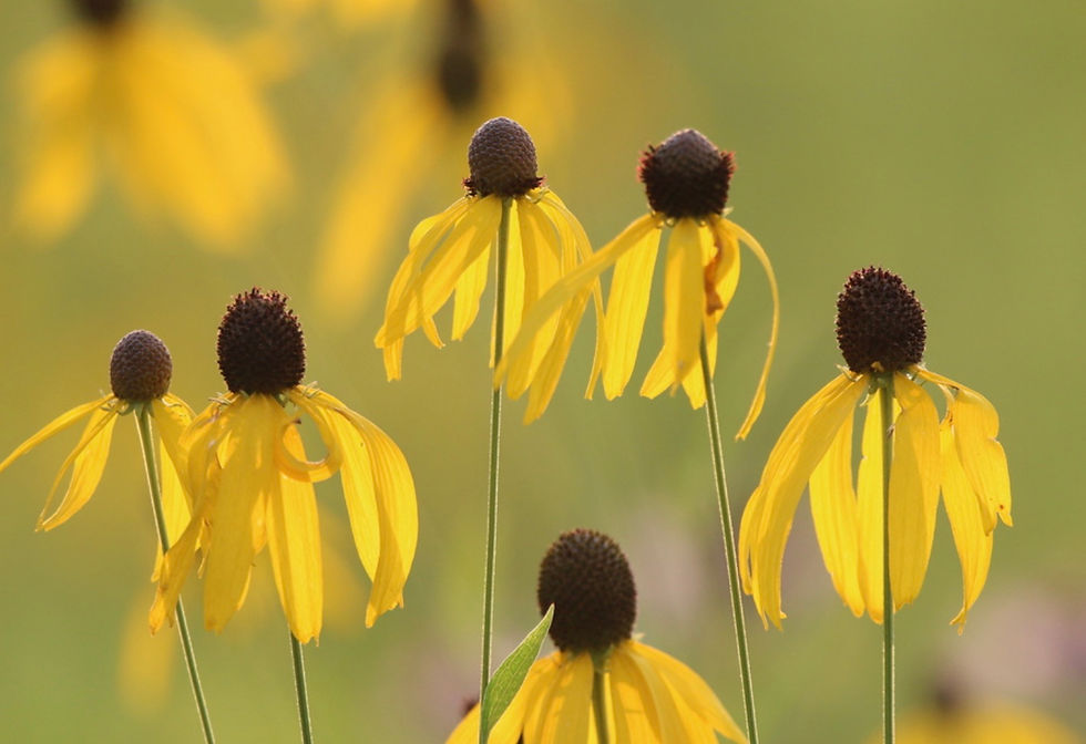Grey-headed coneflower 