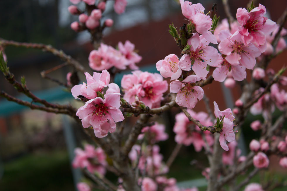 Tree branch