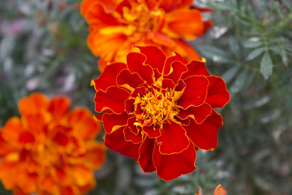 Marigolds