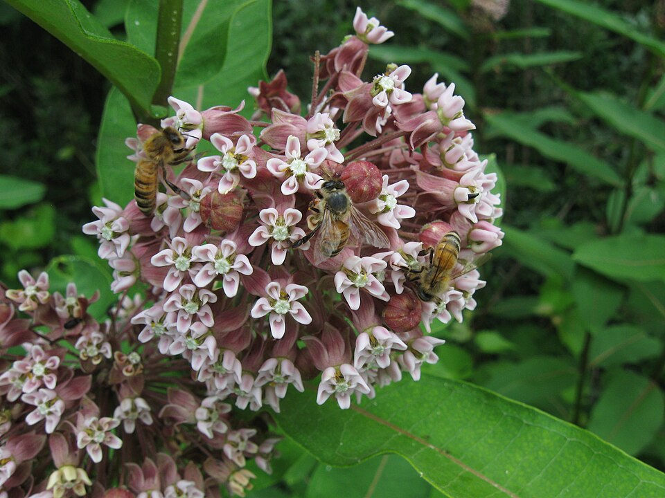 Asclepias syriaca, Common Milkweed