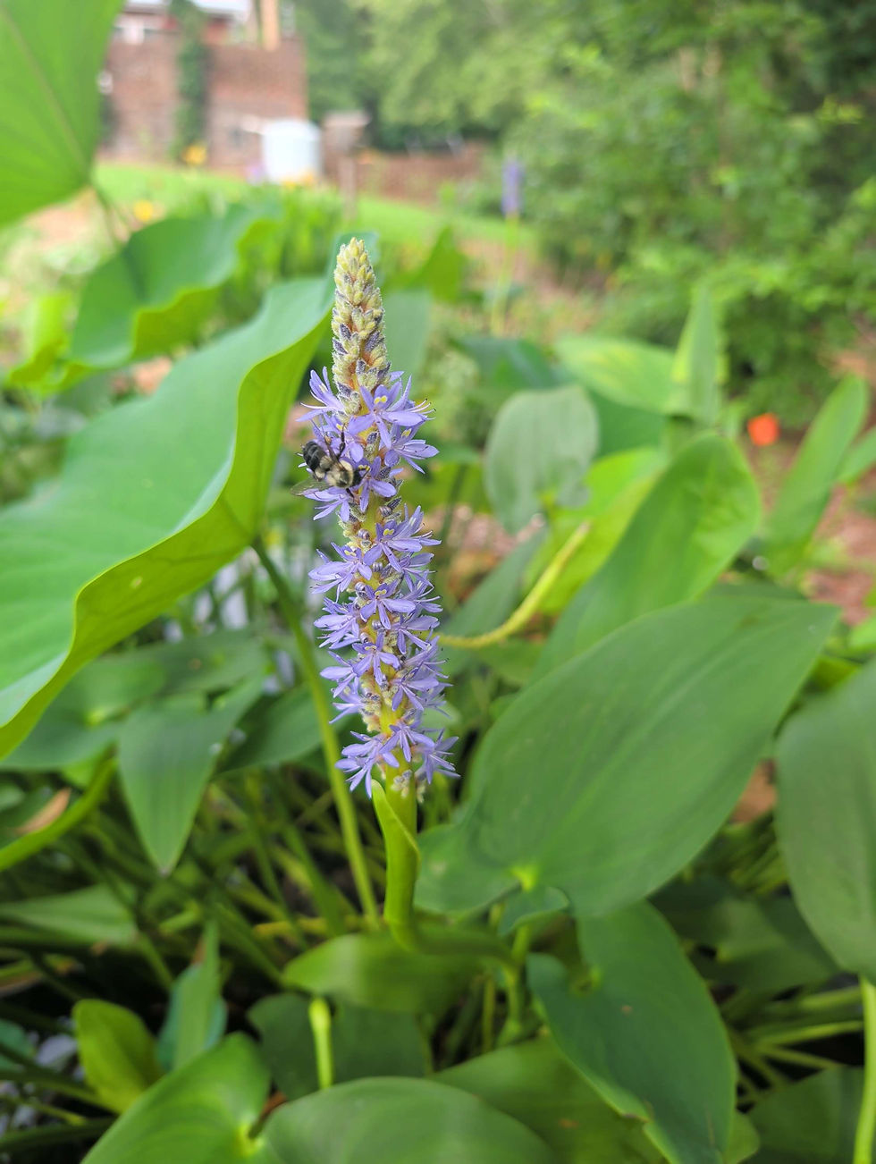 Thumbnail: Pontederia cordata,  Pickerelweed