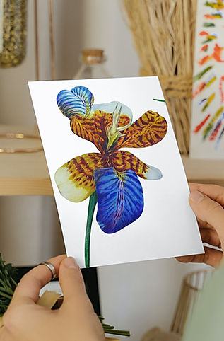 Iris