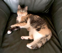 Willow