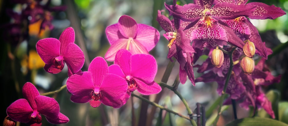 Kew Gardens- a plant lover’s dream