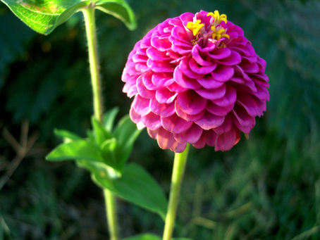Zowie! Zinnias!!