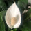 Thumbnail: Peace Lily