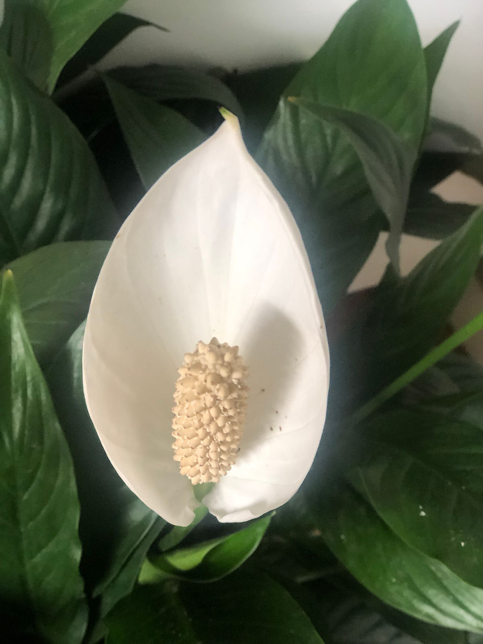 Peace Lily