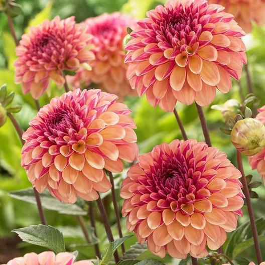 How to Grow Dahlias