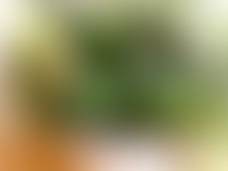 Air Purifying Plants