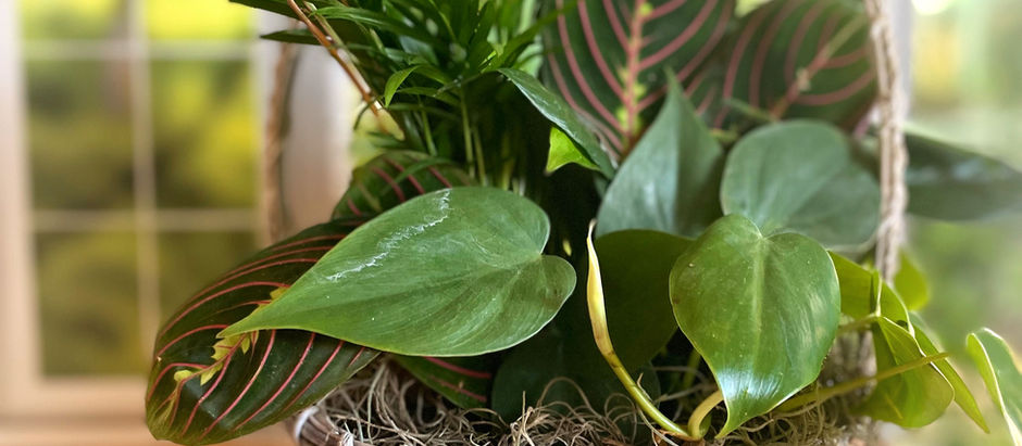 Air Purifying Plants