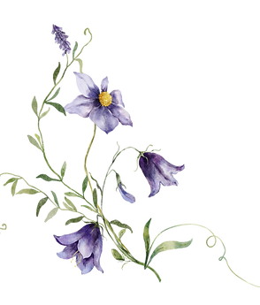 Wildflowers bouquet23.png