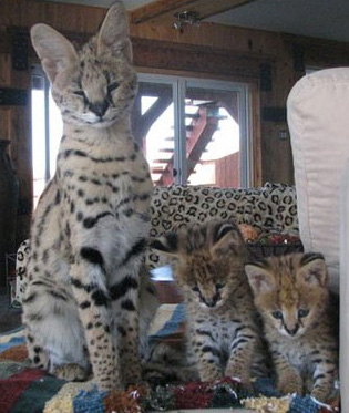 F1 Savannah Quebec First Choice Savannahs