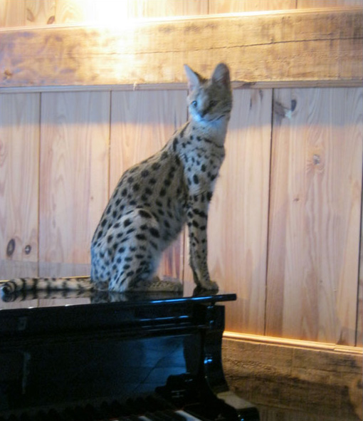 F1 Savannah Quebec First Choice Savannahs