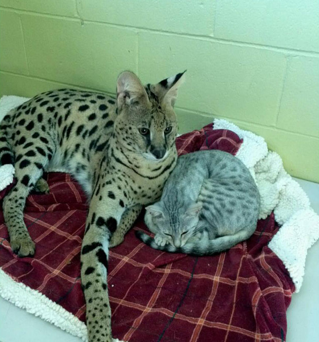 F1 Savannah Quebec First Choice Savannahs