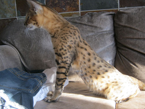 F1 Savannah Quebec First Choice Savannahs