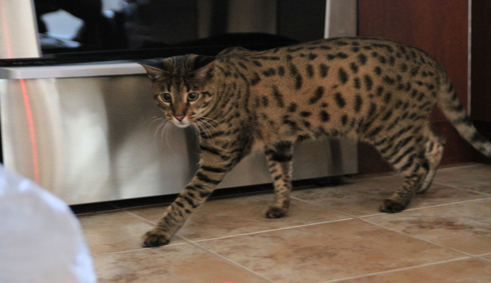 F1 Savannah Quebec First Choice Savannahs