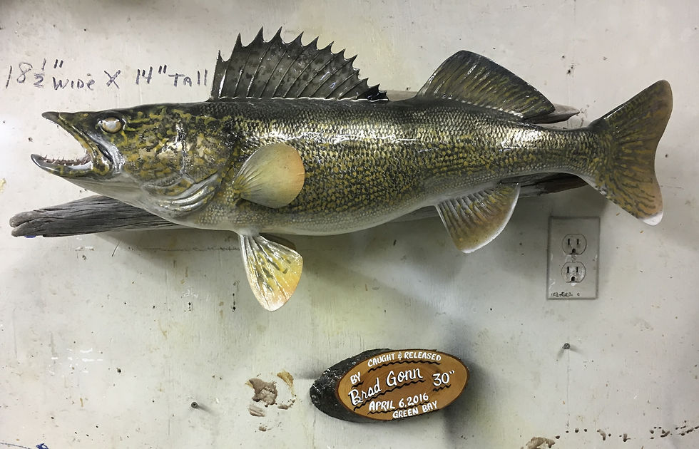 Lax Reproductions Walleye