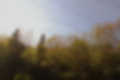beautiful sunny trees