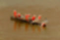 Galahs.jpg