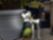 Sadira