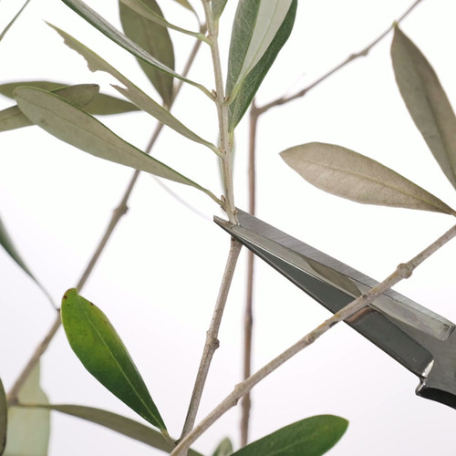 T527 ステンレス剪定芽切鋏 YP | 株式会社 外山刃物 -公式サイト-