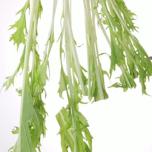 未使用新品　外山刃物 宗家秀久 葉刈り兼用根切り鋏 270mm 最高級仕上げ⑥ 葉刈兼用根切鋏 | 株式会社 外山刃物 -公式サイト-