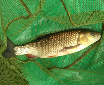 Barry Stevenson 3lb Chub Wyboston Ouse.jpeg