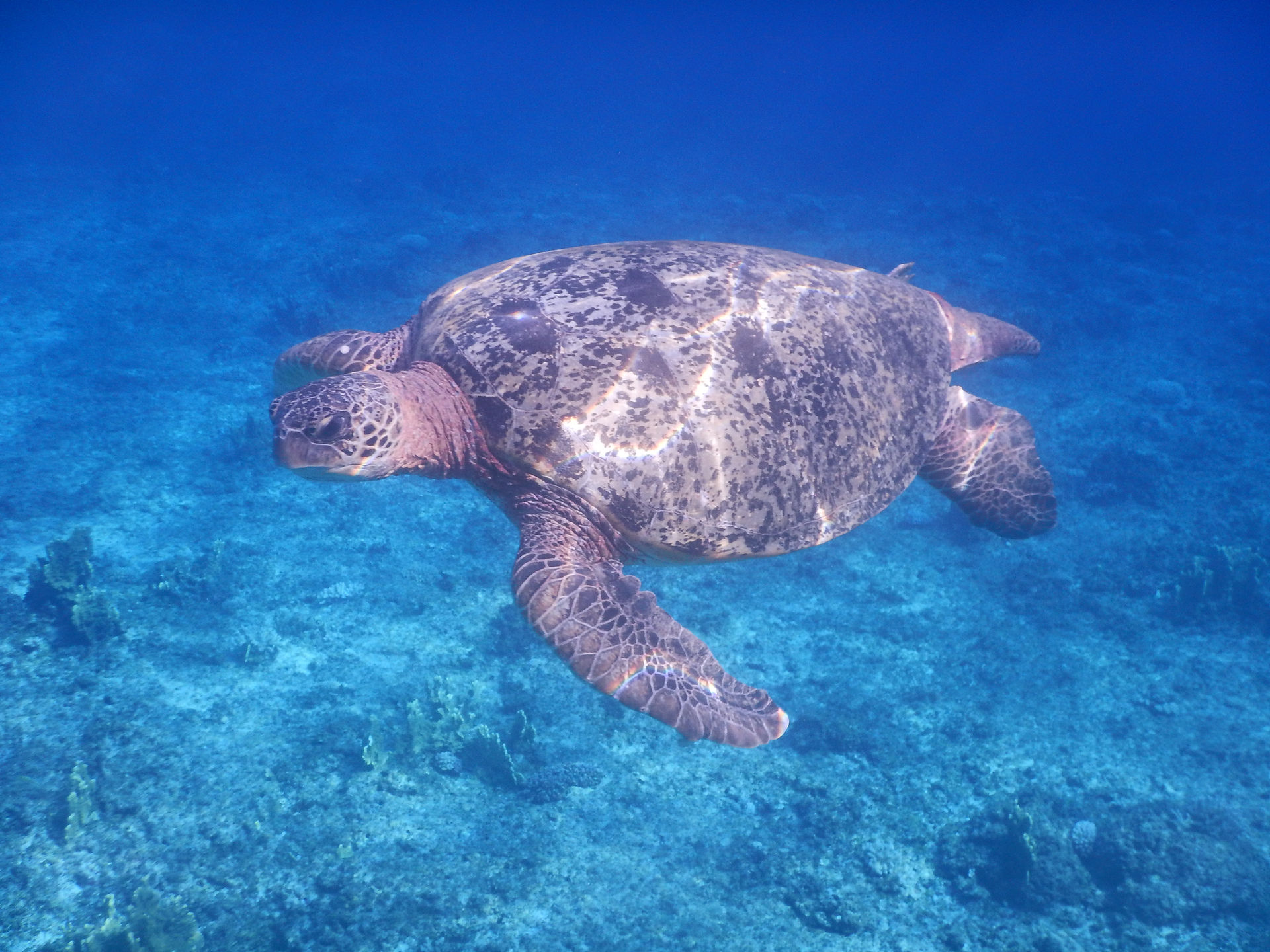 Henderson Island