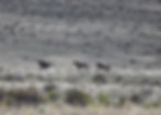 bateshorses
