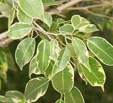 ficus pianta nociva per gatti Maine Coon