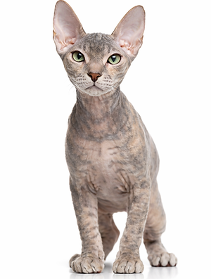 Don-Sphynx-Donskoy-PurrBreed-cat-shop.png