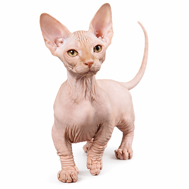 bambino-gatto-PurrBreed.png