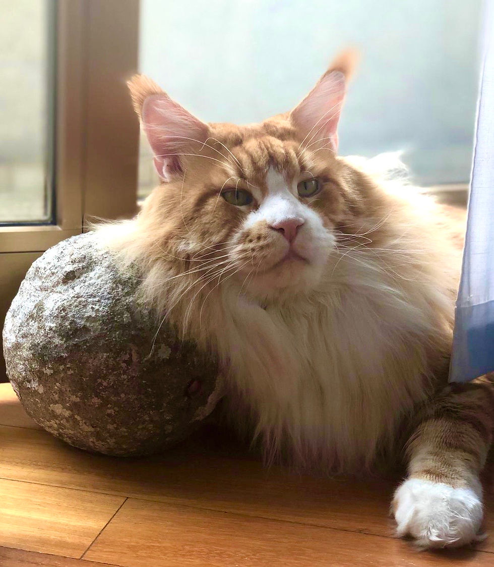 HIC SUNT LEONES BASQUIAT - MASCHIO MAINE COON