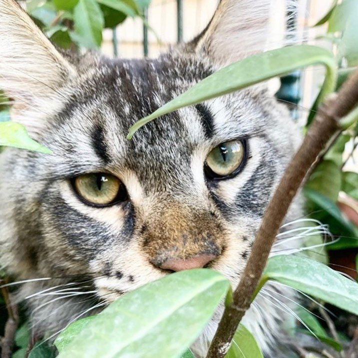 Allevamento Maine Coon I Colori Del Maine Coon