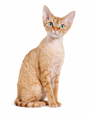 devon-rex-PurrBreed-cat-shop.png