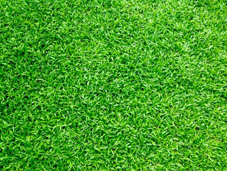 Thought You Knew About All You Needed To Know About Grass?