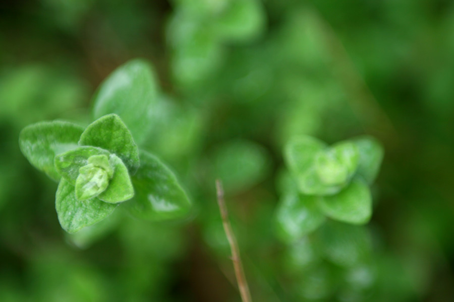 Green Leaves