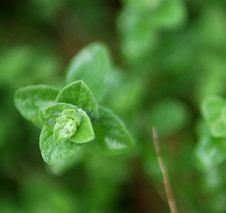Green Leaves 